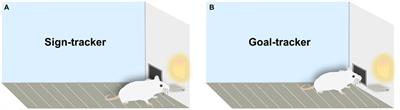 Understanding the shift to compulsion in addiction: insights from personality traits, social factors, and neurobiology